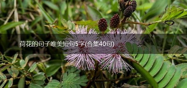 荷花的句子唯美短句5字