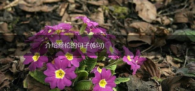 介绍蔡伦的句子