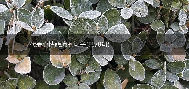 代表心情悲凉的句子