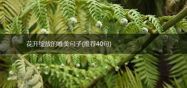 花开绽放的唯美句子