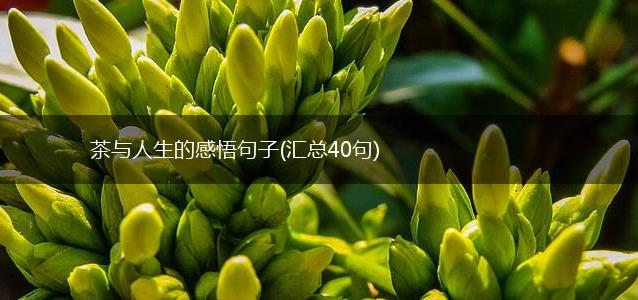 茶与人生的感悟句子