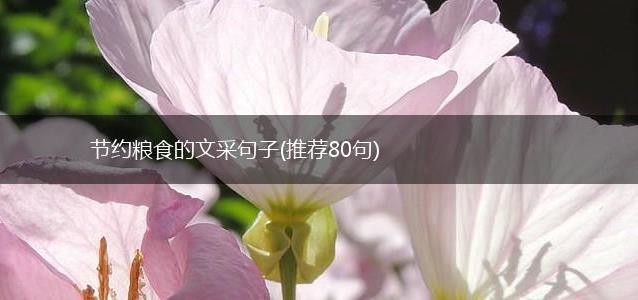 节约粮食的文采句子