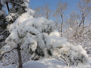 景物描写的句子雪