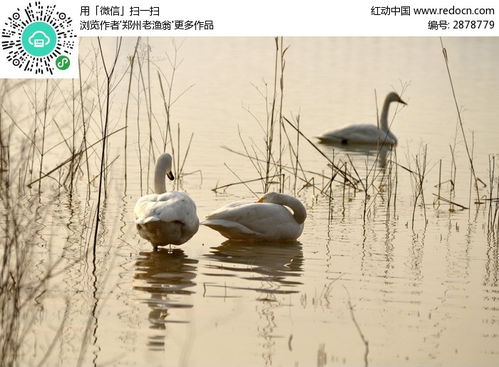 描写白天鹅在池塘优美句子