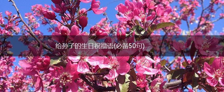 给孙子的生日祝福语(必备50句),第1张