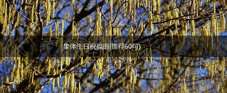 集体生日祝福语(推荐60句),第1张