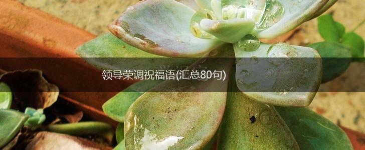 领导荣调祝福语(汇总80句),第1张