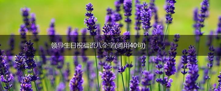 领导生日祝福语八个字(通用40句),第1张