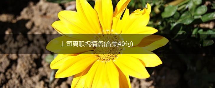 上司离职祝福语(合集40句),第1张