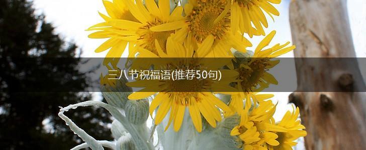 三八节祝福语(推荐50句),第1张