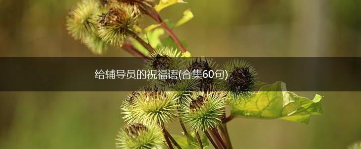 给辅导员的祝福语(合集60句),第1张