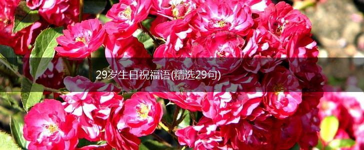 29岁生日祝福语(精选29句),第1张