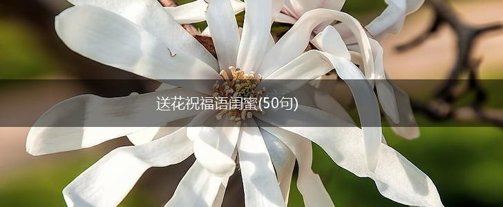 送花祝福语闺蜜(50句),第1张