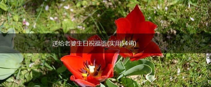 送给老婆生日祝福语(实用54句),第1张