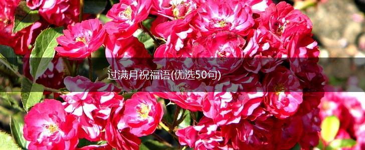 过满月祝福语(优选50句),第1张