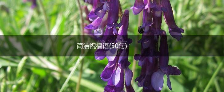 简洁祝福语(50句),第1张