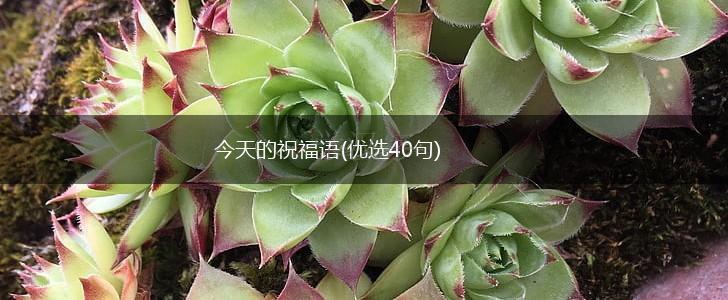 今天的祝福语(优选40句),第1张