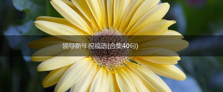 领导新年祝福语(合集40句),第1张