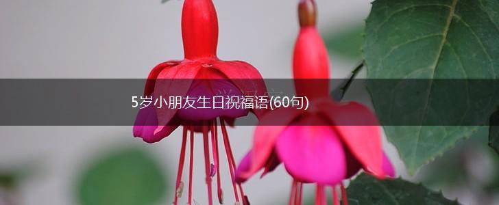 5岁小朋友生日祝福语(60句),第1张