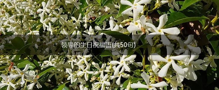 领导的生日祝福语(共50句),第1张