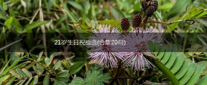 21岁生日祝福语(合集20句),第1张