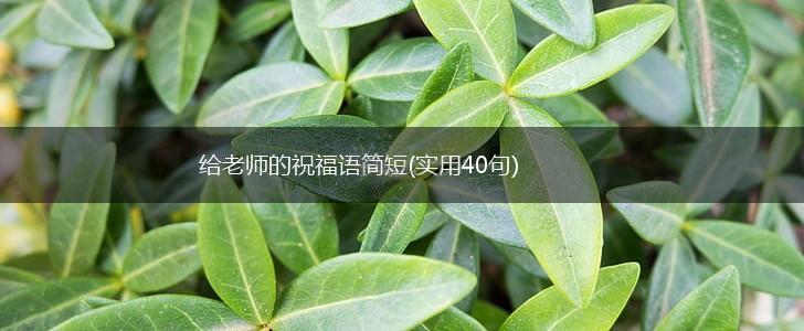 给老师的祝福语简短(实用40句),第1张