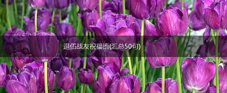 退伍战友祝福语(汇总50句),第1张