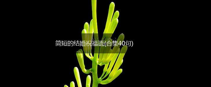 简短的结婚祝福语(合集40句),第1张