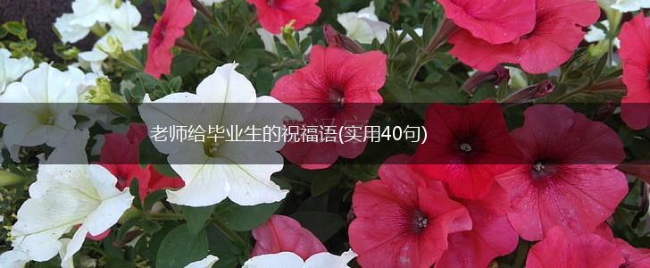 老师给毕业生的祝福语(实用40句),第1张