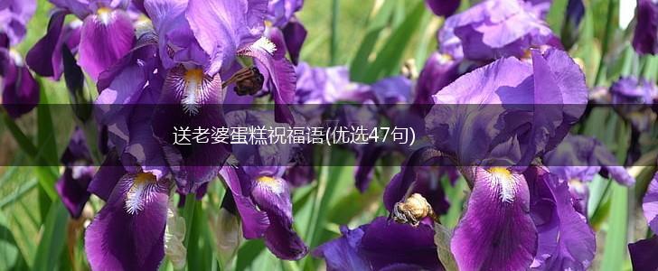 送老婆蛋糕祝福语(优选47句),第1张