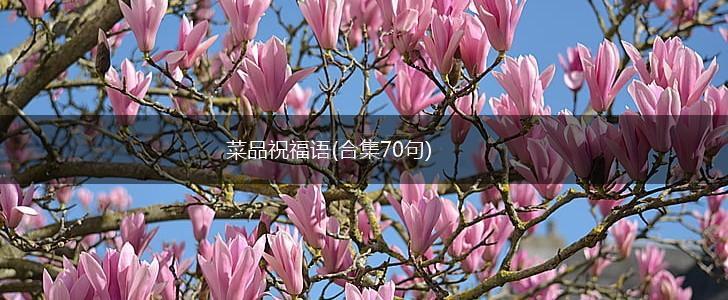 菜品祝福语(合集70句),第1张