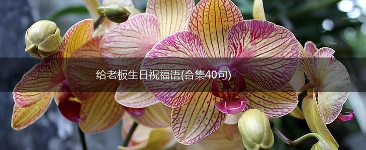 给老板生日祝福语(合集40句),第1张