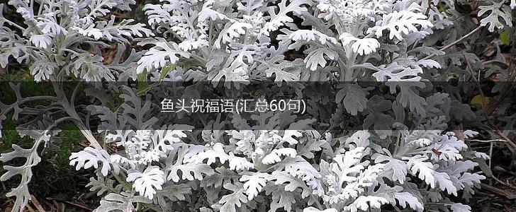 鱼头祝福语(汇总60句),第1张