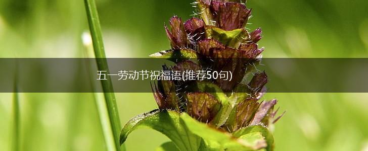 五一劳动节祝福语(推荐50句),第1张