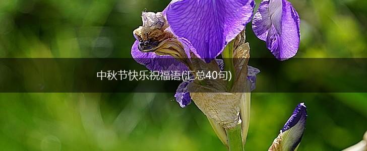 中秋节快乐祝福语(汇总40句),第1张