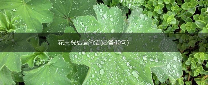 花束祝福语简洁(必备40句),第1张