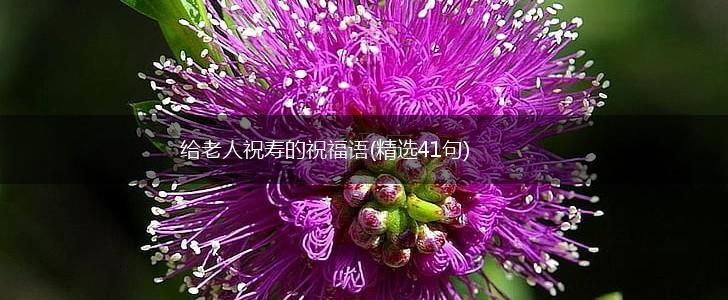 给老人祝寿的祝福语(精选41句),第1张