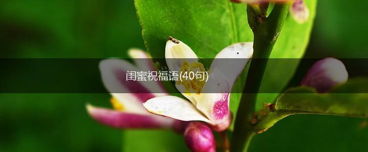 闺蜜祝福语(40句),第1张