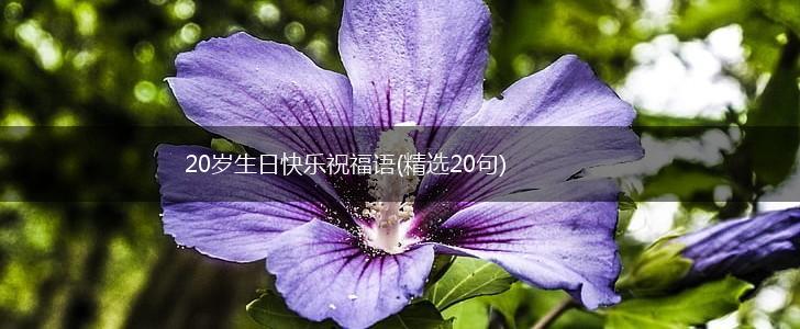 20岁生日快乐祝福语(精选20句),第1张