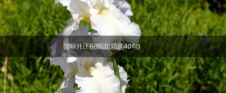 领导升迁祝福语(精选40句),第1张