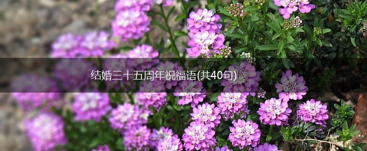 结婚三十五周年祝福语(共40句),第1张