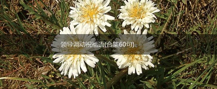 领导调动祝福语(合集60句),第1张