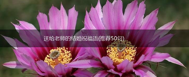 送给老师的结婚祝福语(推荐50句),第1张