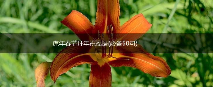 虎年春节拜年祝福语(必备50句),第1张