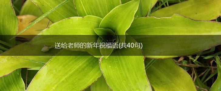 送给老师的新年祝福语(共40句),第1张