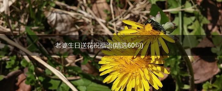 老婆生日送花祝福语(精选60句),第1张