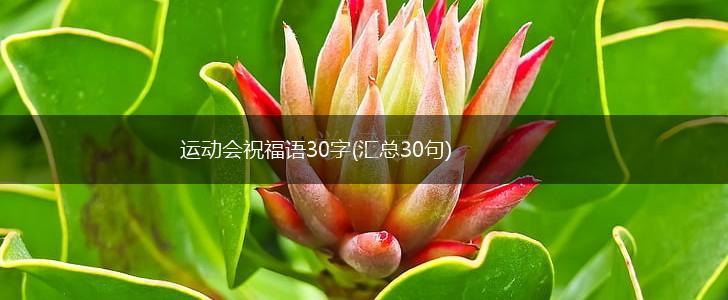 运动会祝福语30字(汇总30句),第1张