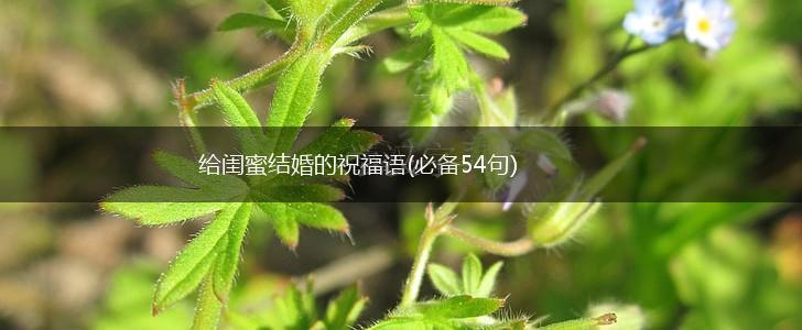 给闺蜜结婚的祝福语(必备54句),第1张