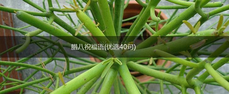 腊八祝福语(优选40句),第1张