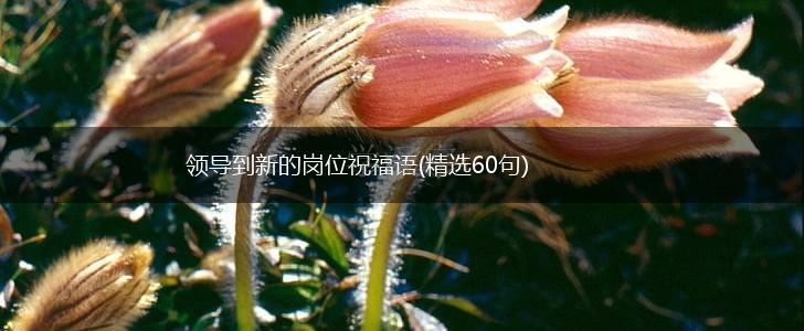 领导到新的岗位祝福语(精选60句),第1张